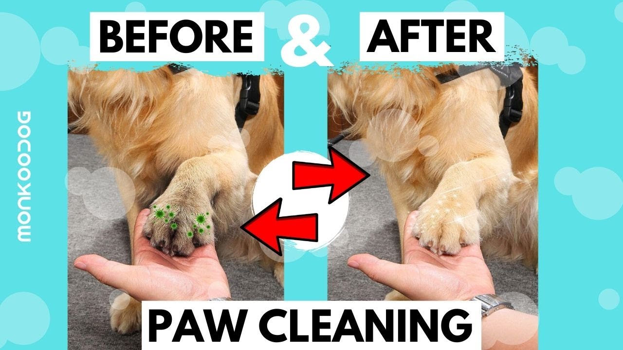 Diy Dog Paw Cleaner: Easy & Eco-Friendly Pooch Paws!