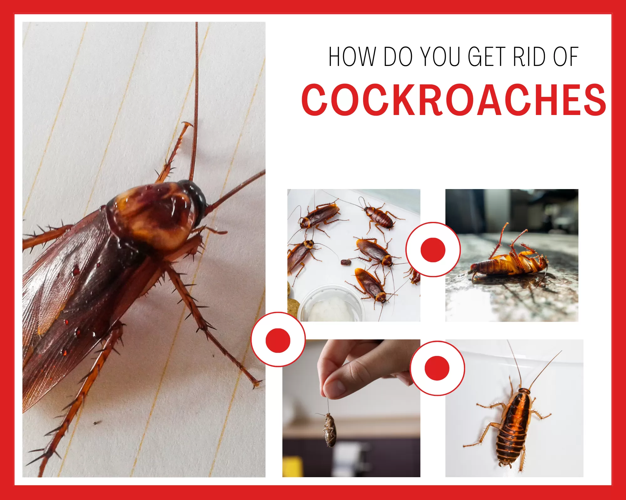 "Keep your kitchen cockroach-free with our expert tips! Transform your space into a pest-free oasis for a healthier home."
